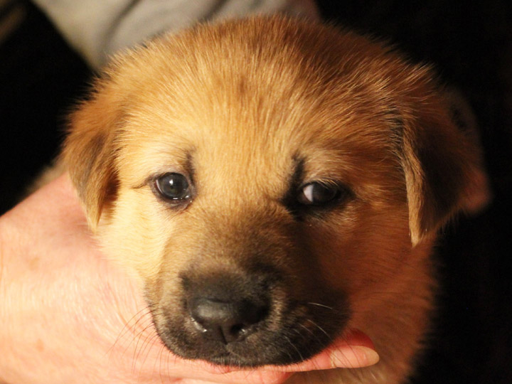chinook puppy